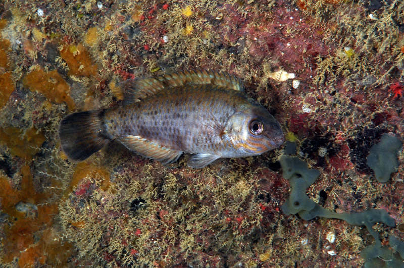 Symphodus melanocercus in livrea notturna